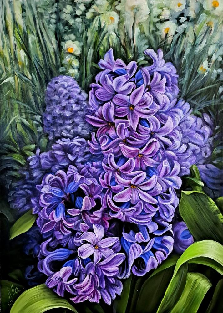 Dutch hyacinth