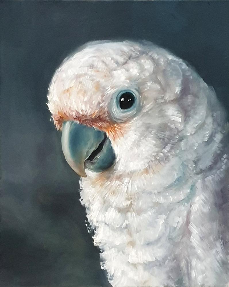 Cockatoo Cosha