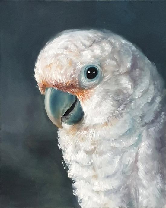 Cockatoo Cosha